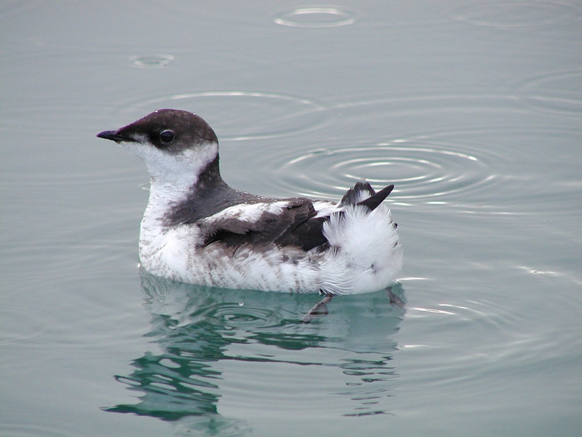 caption: A marbled murrelet at sea