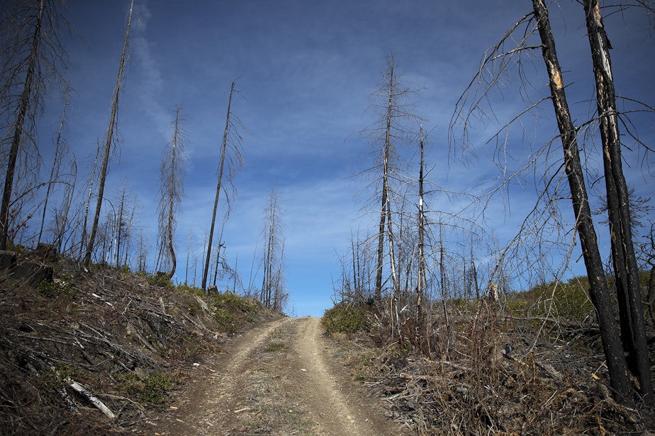 caption: An area that was burned in the Carlton Complex fire is shown on Tuesday, April 23, 2019, along Highway 20 near Loup Loup Pass Ski Bowl, east of Twisp, Washington. 