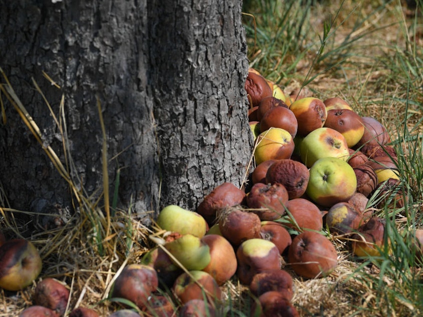 caption: Thanks to ethylene, one bad apple spoils the lot.