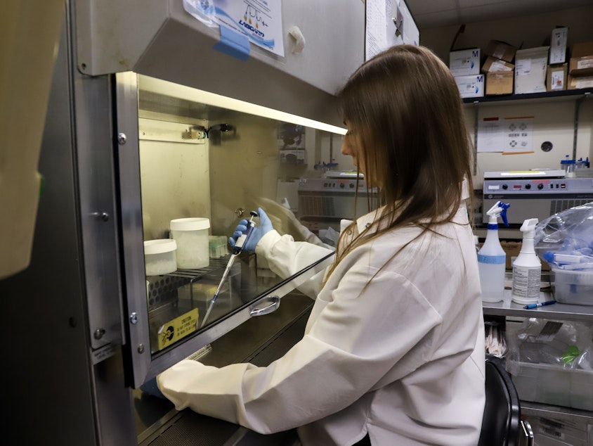 caption: PhD Student Kristin Weinstein conducts research on June 4, 2025, at her immunology lab at UW Medicine. Weinstein said more up-and-coming researchers like herself are considering a move abroad because of cuts to federal funding for biomedical research.