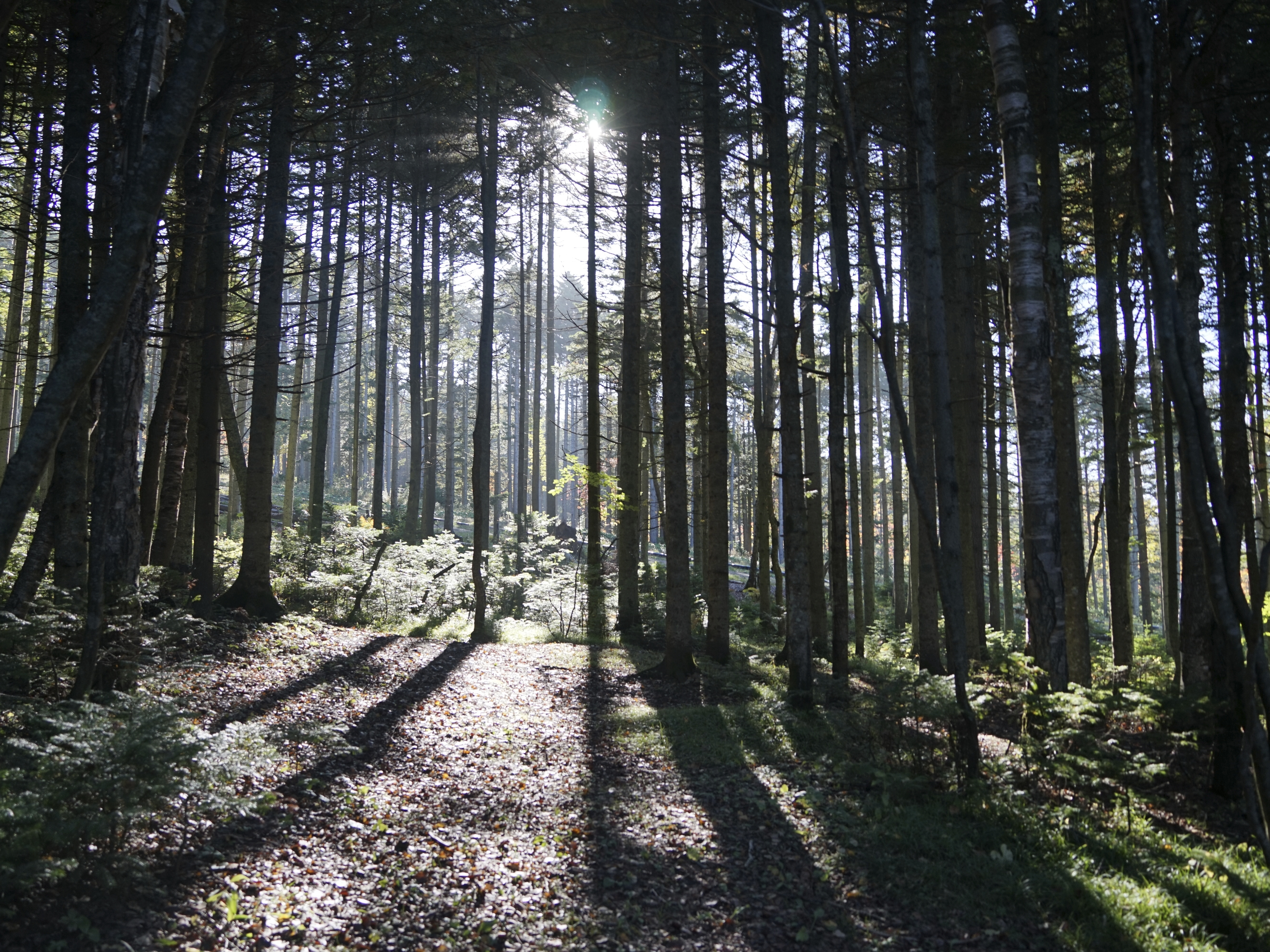 caption: The morning sun shines through a forest outside Yuzhno-Sakhalinsk on Sakhalin Island in Russia's Far East, Friday, Sept. 3, 2021.