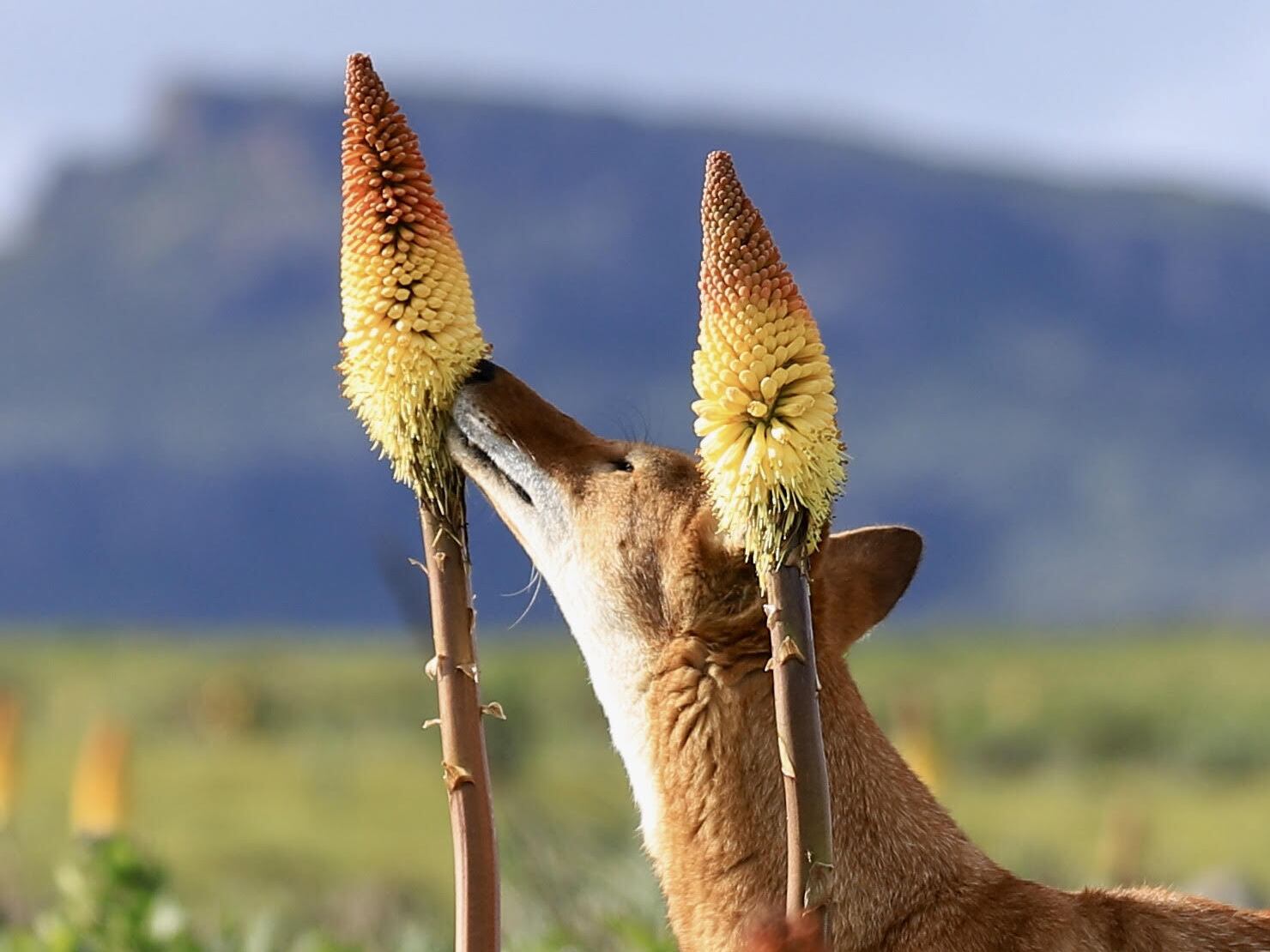 caption: An Ethiopian wolf and a red hot poker flower.