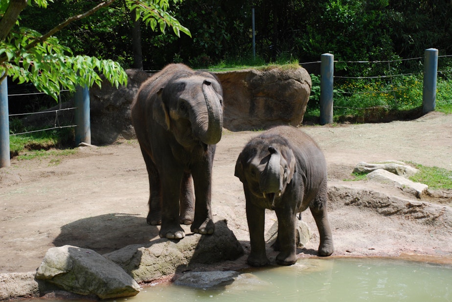 caption: Woodland Park Zoo's Chai and baby Hansa in May 2007. Hansa died the following month. The zoo announced that Chai and Bamboo, the final two elephants at the zoo, would be transfered to another zoo.