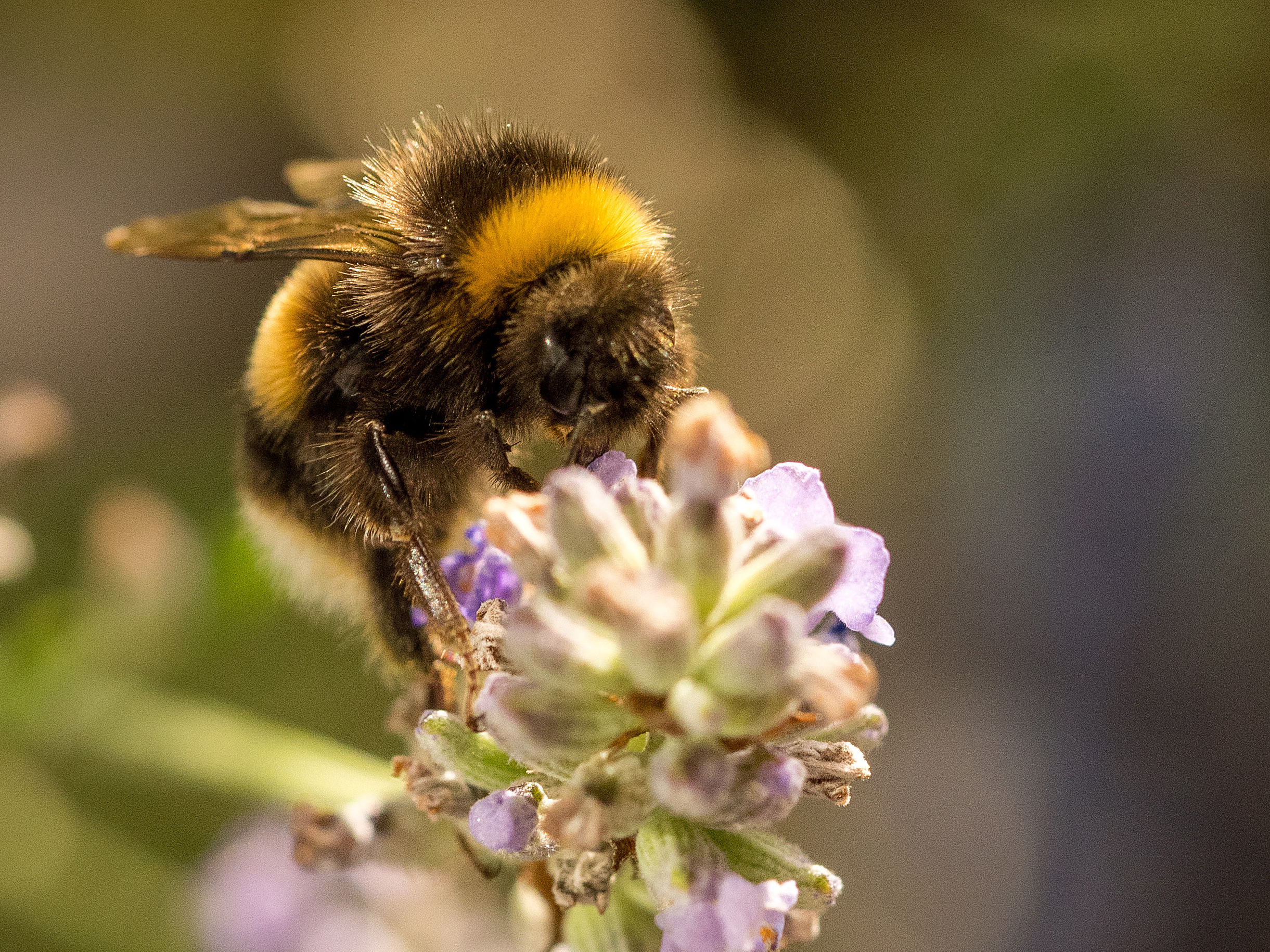 caption: A new study finds that bumblebees can learn how to solve puzzles from each other.