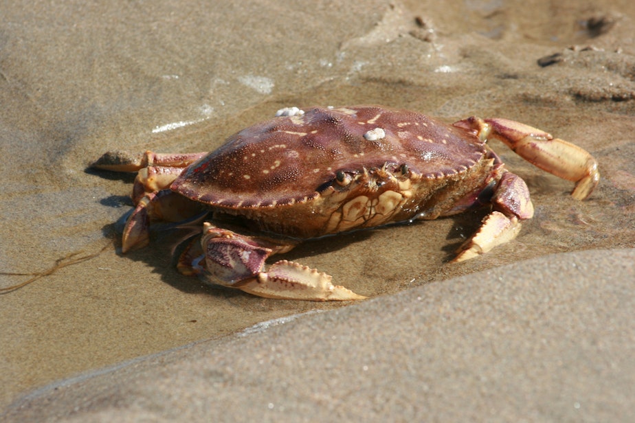 caption: Dungeness crab