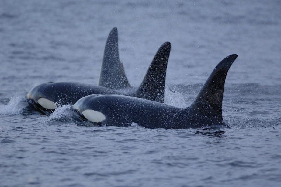 caption: The killer whales known to live in the Salish Sea, which includes Puget Sound, appear to have left the area to find more fish ... and they're seem a little chubbier since they've left.
