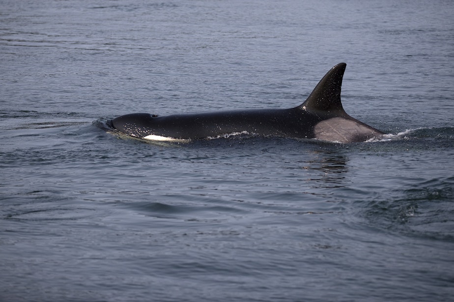caption: A transient whale is shown on Friday, August 10, 2018, as crews attempt to locate the JPod. (Image taken under the authority of NMFS MMPA/ESA Permit No. 18786-03) 