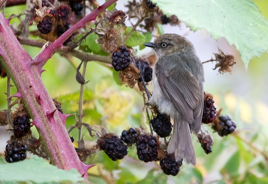 caption: This bushtit is a commong bird found in the Seattle area.