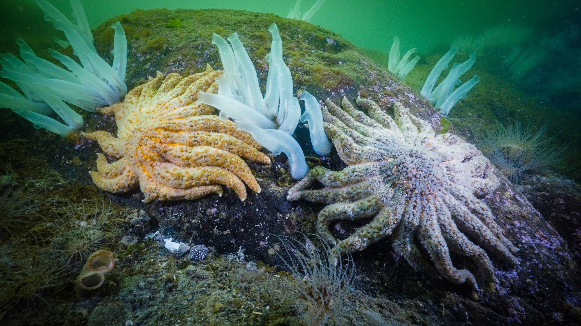 caption: Sunflower stars and vase tunicates grow on the sea floor of Rivers Inlet, British Columbia, in 2023.