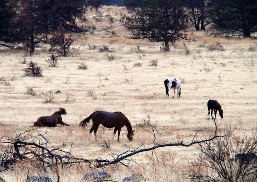 caption: Wild horses graze on the Warm Springs reservation in Central Oregon. 
