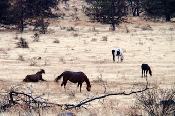 caption: Wild horses graze on the Warm Springs reservation in Central Oregon. 