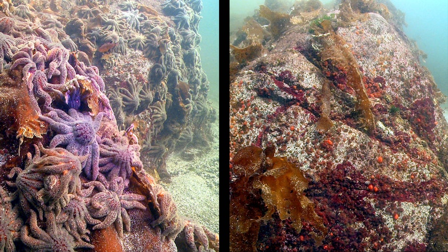 caption: Thousands of sunflower sea stars swarm a rock near Croker Island outside Vancouver, Canada, on Oct. 9, 2013. At right, the same site, three weeks later, with the sea stars vanished. 