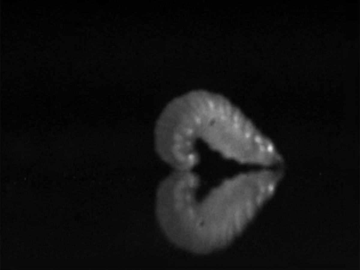 caption: A goldenrod midge maggot begins to form a loop.