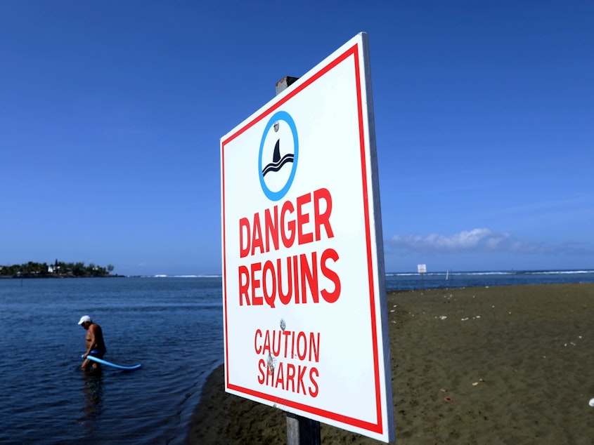 caption: A man enters the water next to a sign warning on the danger of shark attacks at the L'Etang-Salé beach, on the Indian Ocean island of La Réunion in 2019.