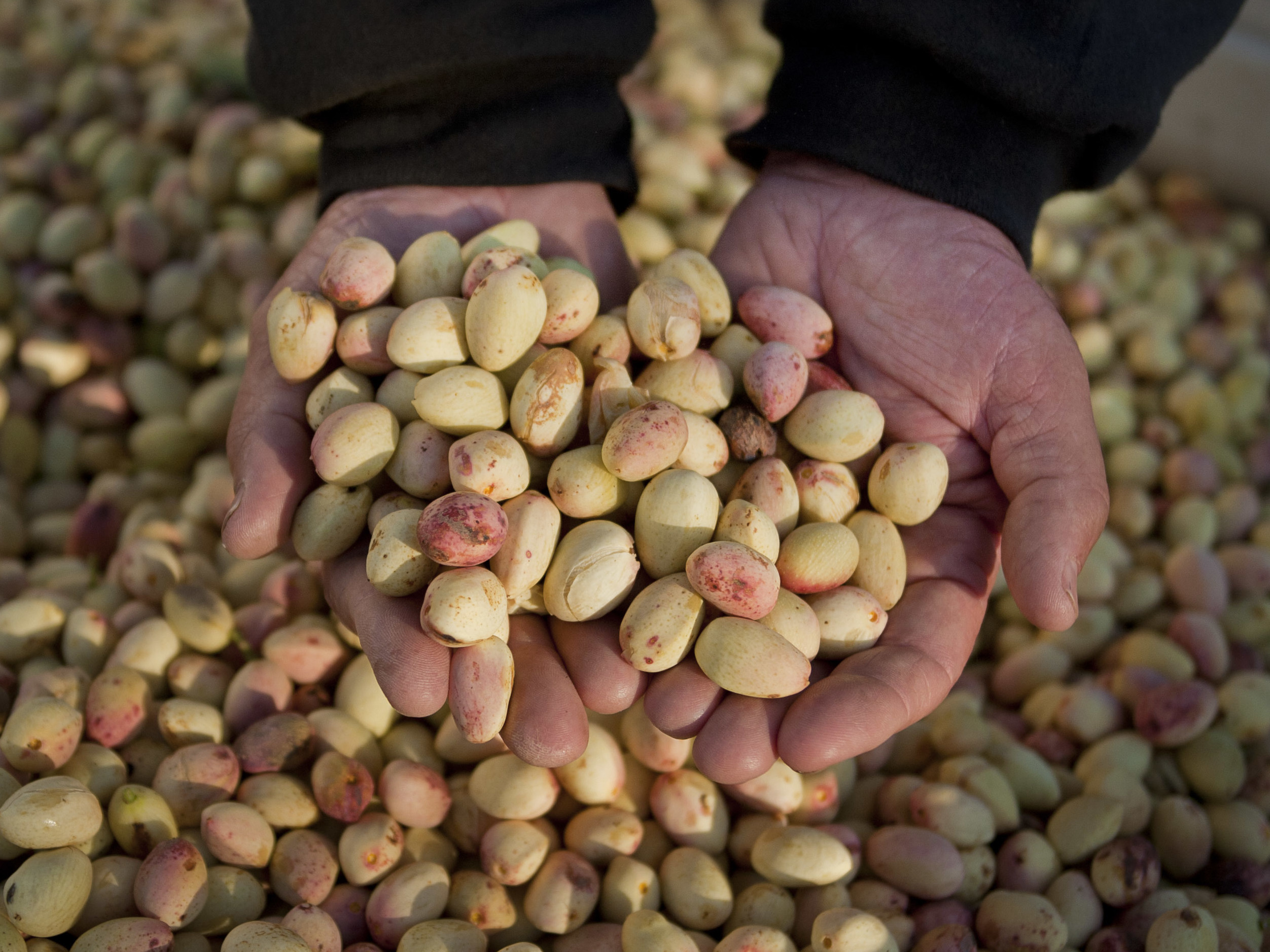 caption: California is the top nut grower in the U.S. The booming industry that has attracted organized agricultural crime rings. (AP Photo/Justin Kase Conder)