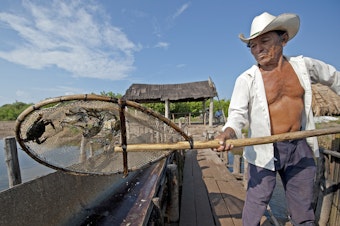 caption: An artisanal fisherman in Mexico shows his small catch of jaiba — a species of crab.