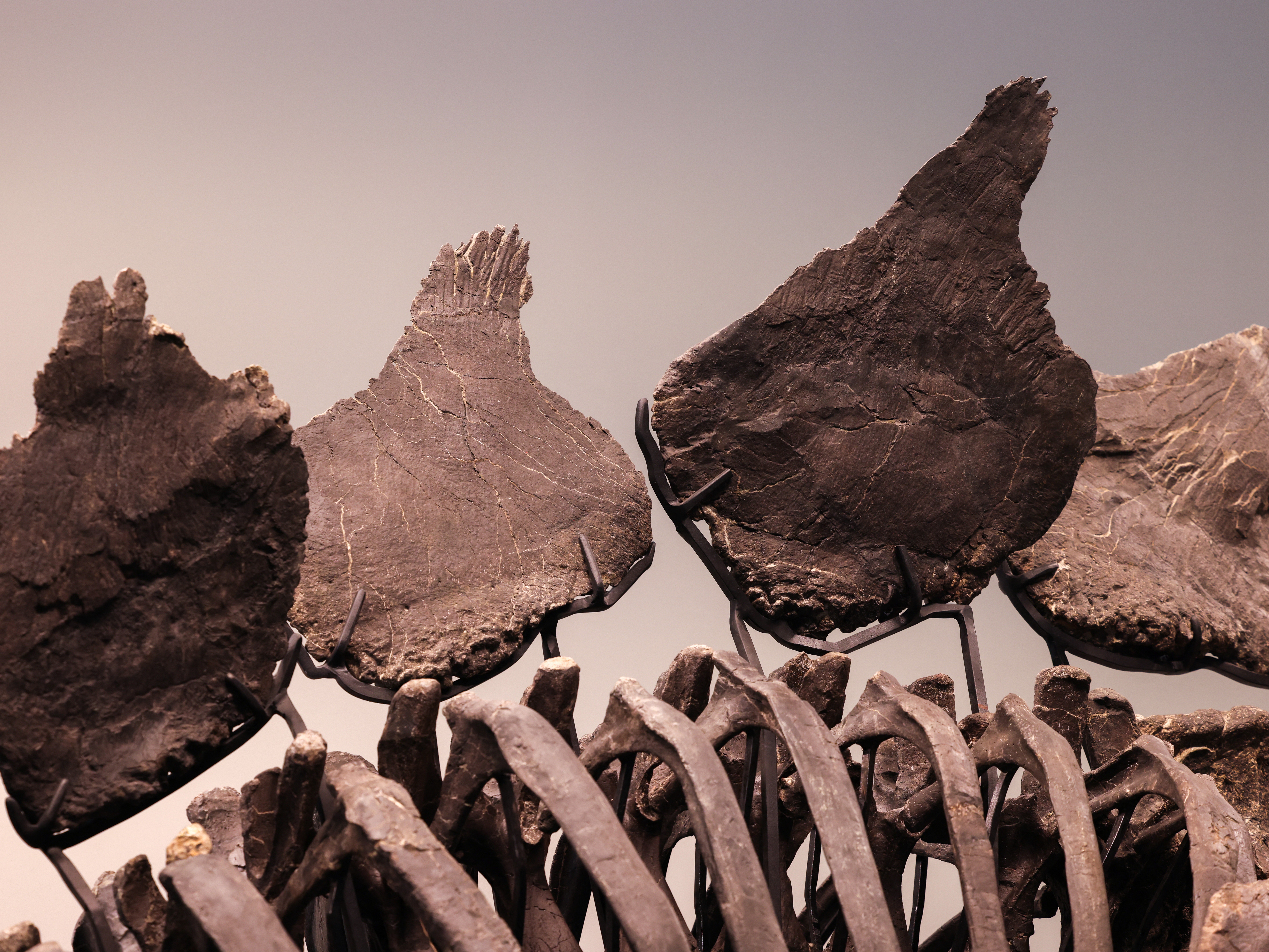 ステゴサウルス (STECOSAURUS) BRITISH MUSEUM ステゴサウルス