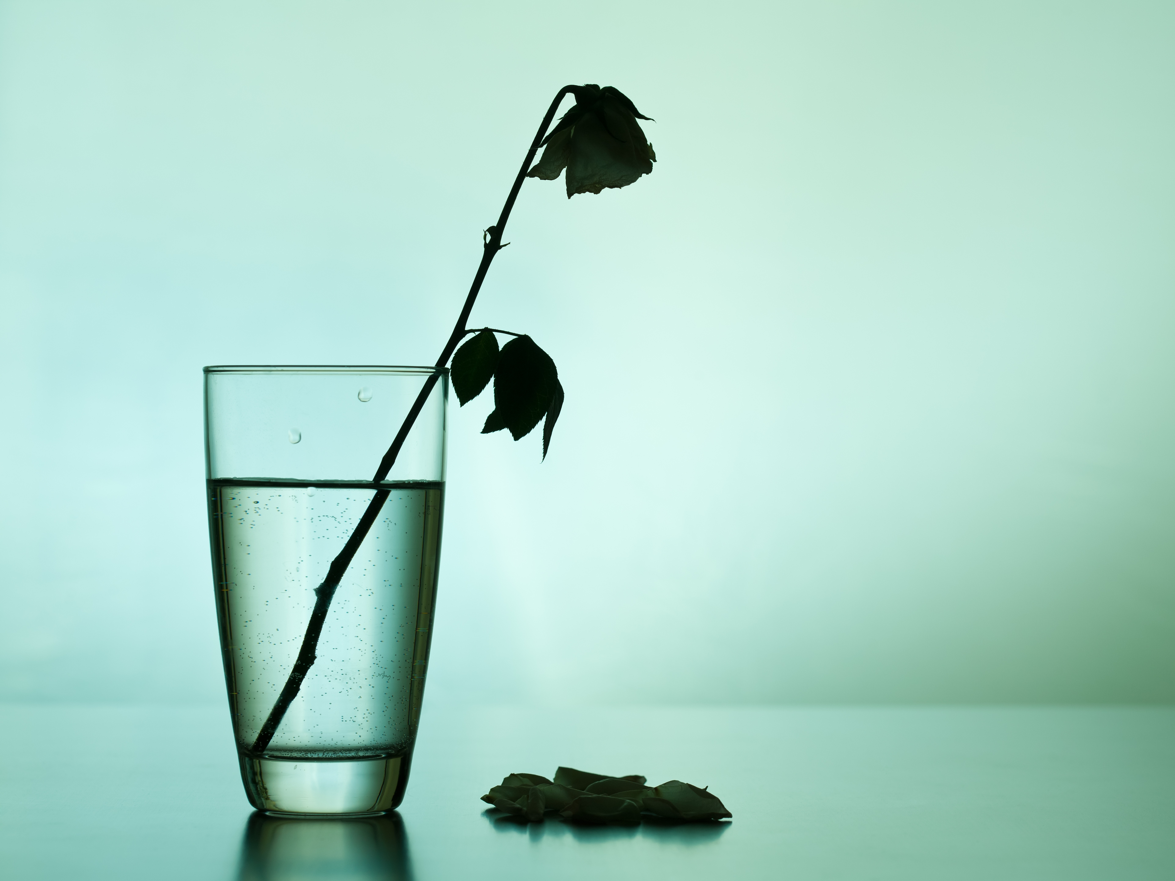 Dear Life Kit, DLK Withered rose with fallen petals