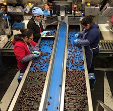 caption: Stemilt Growers, a cherry packing facility in Wenatchee, Washington.