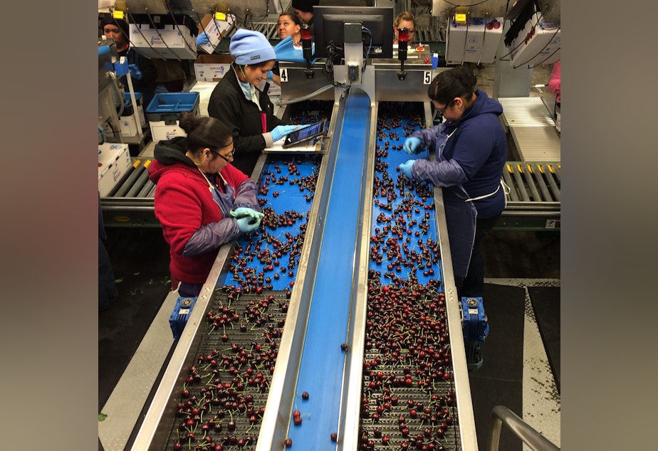 caption: Stemilt Growers, a cherry packing facility in Wenatchee, Washington.
