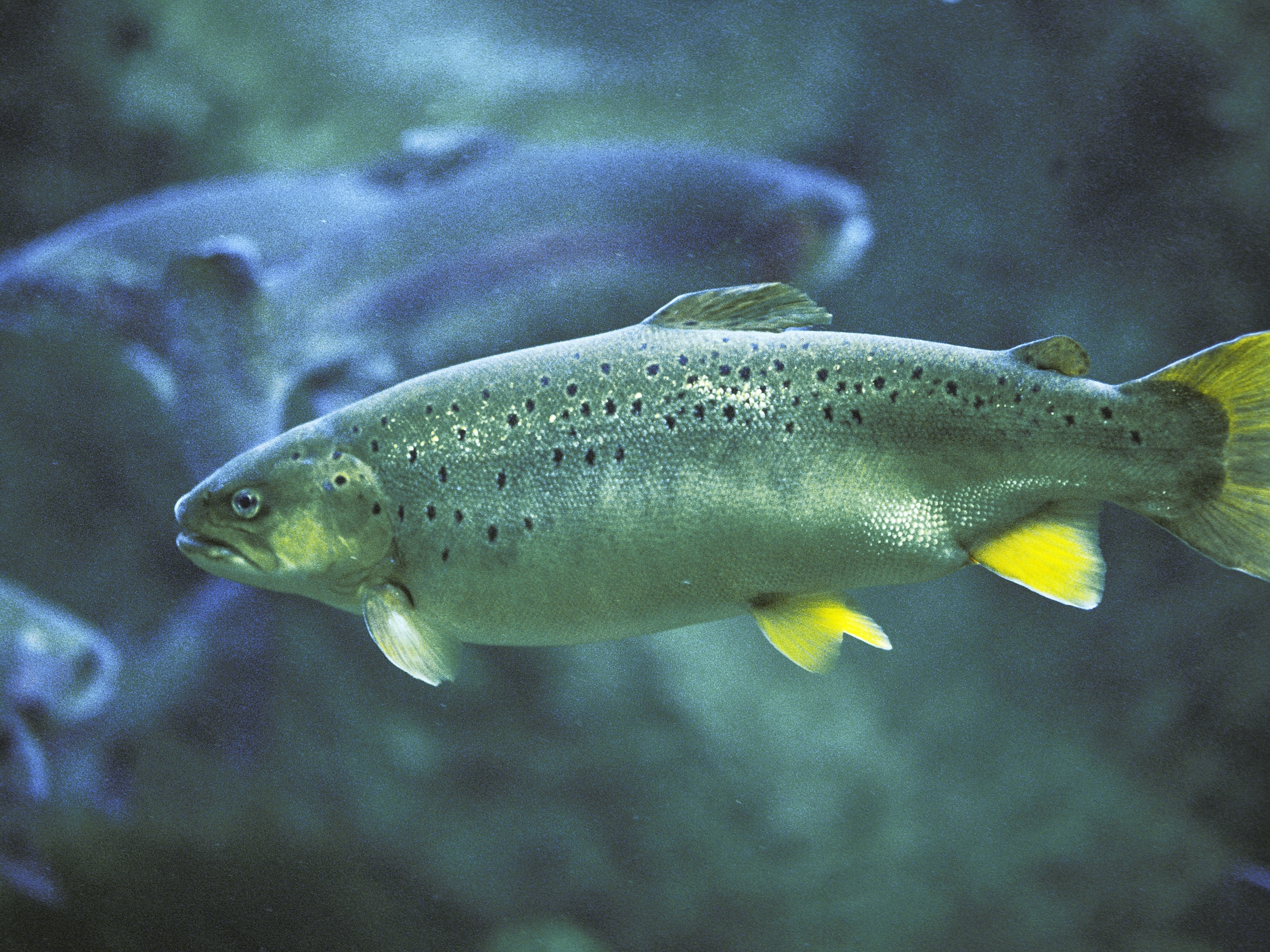 caption: Atlantic Salmon, salmo salar, Adult, Quebec in Canada