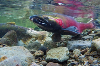 caption: Coho salmon like these are among the salmon species in peril, as outlined in the 2021 State of Salmon in Watersheds report. 