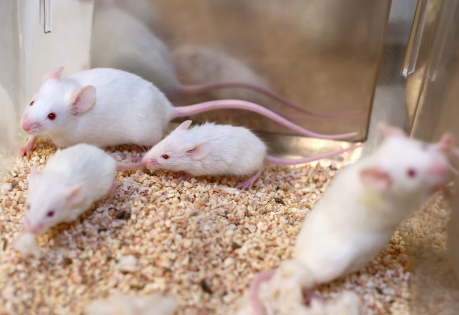 caption: The EPA says it aims to eliminate the testing of chemicals and pesticides in animals by 2035.