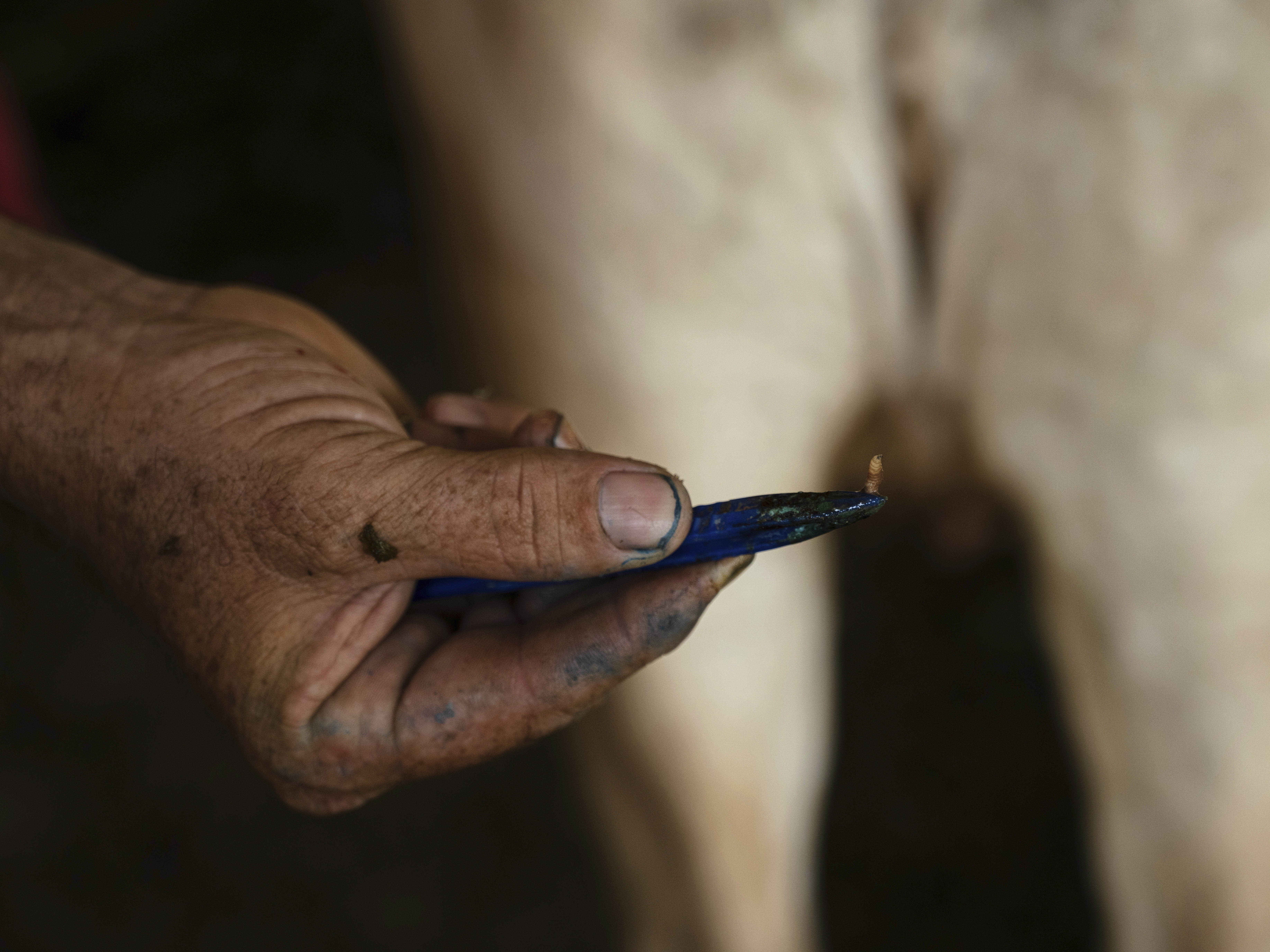 caption: Alfredo Chavez, a cattle rancher and livestock technician, shows New World screwworm larvae removed from a cow at his ranch in Cintalapa, Chiapas, Mexico, on July 23, 2025, amid an infestation that led the U.S. to suspend cattle imports over fears the pest could reach the border.