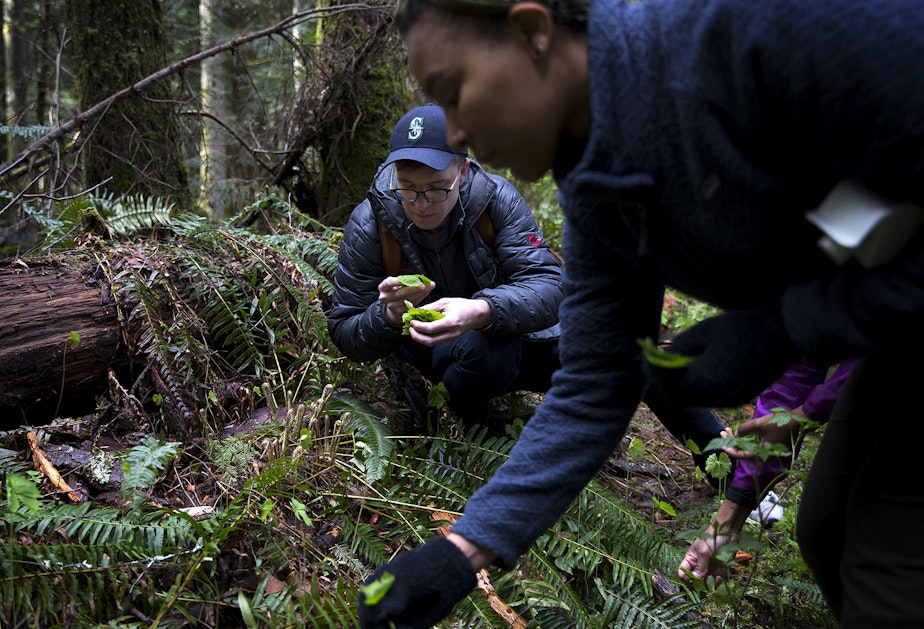 caption:  Salt & Straw co-founder and head ice cream maker, Tyler Malek, harvests vanilla leaf plants with Yamonie Chaney, shop manager at Salt & Straw's Ballard location, right, on Monday, April 15, 2019, along the Tiger Mountain Trail in Issaquah. 