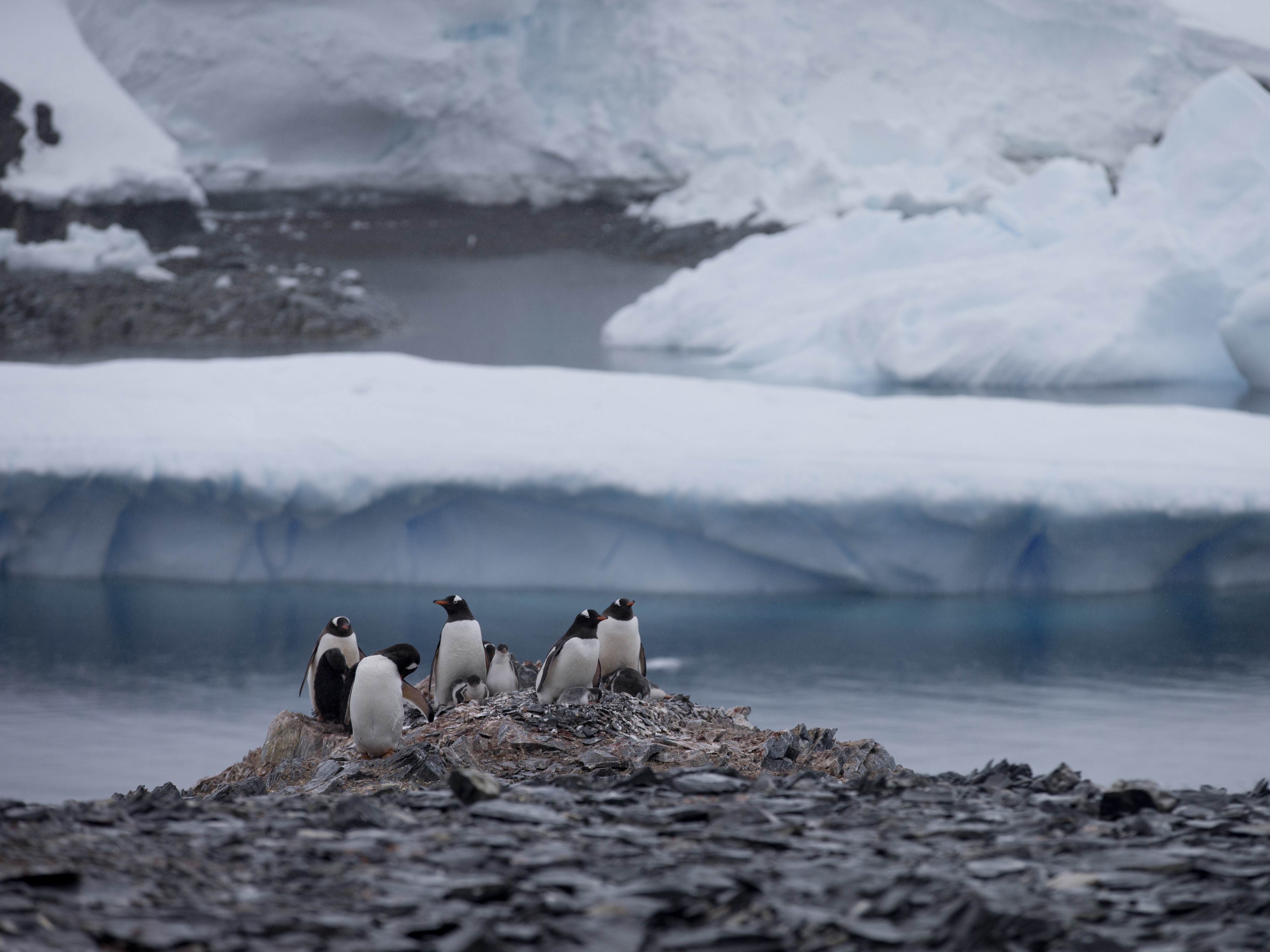 caption: Penguins gather near a Chilean research station on the Antarctic Peninsula, not far from the Argentine station that reported the record high temperature Thursday. World meteorological experts still need to verify the record, but it does fit with a broader pattern of warming on the continent.