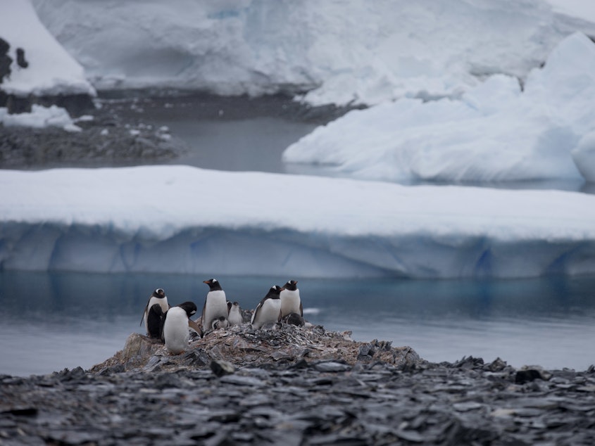 caption: Penguins gather near a Chilean research station on the Antarctic Peninsula, not far from the Argentine station that reported the record high temperature Thursday. World meteorological experts still need to verify the record, but it does fit with a broader pattern of warming on the continent.