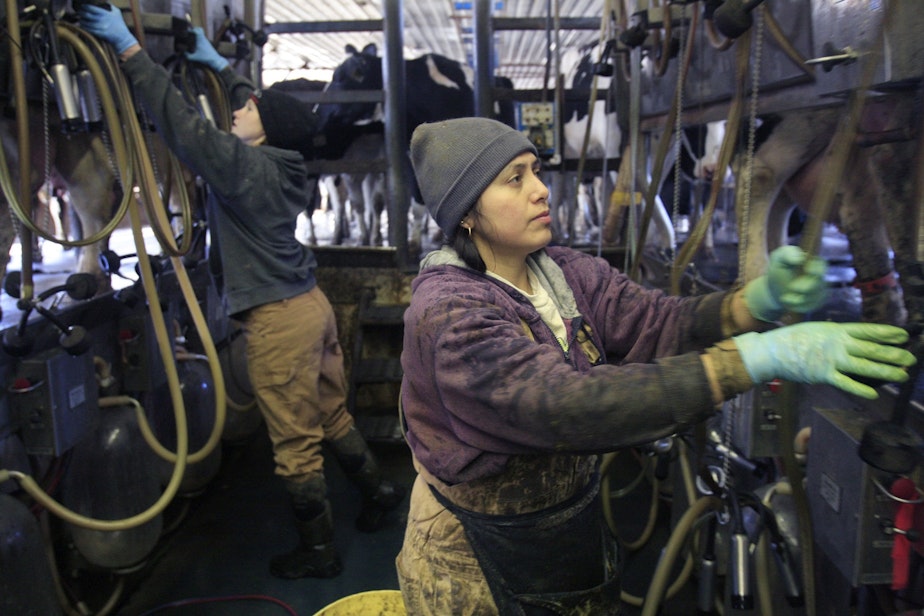 caption: Immigrant farm worker Defelia Hernandez works in the milking parlor at Gervais Family Farm in Bakersfield, Vt., Tuesday, March 9, 2010. The farm was among five dairy farm operations targeted in a federal crackdown on undocumented foreign farm workers where Clement Gervais says he believed two of his workers cited as unemployable had proper documentation.