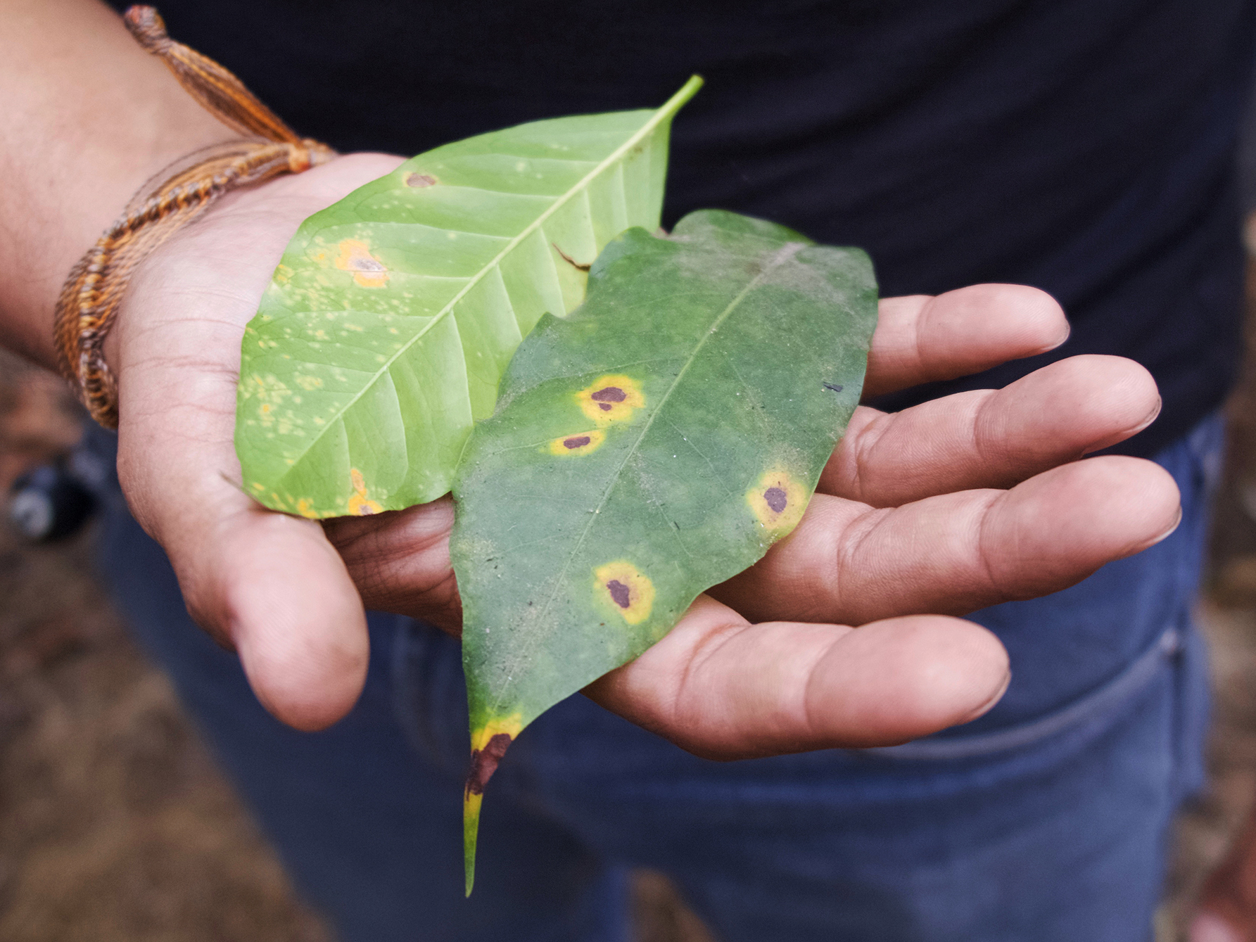 caption: Leaves infected with coffee rust on Finca El Valle, outside Antigua, Guatemala.