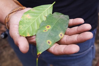 caption: Leaves infected with coffee rust on Finca El Valle, outside Antigua, Guatemala.