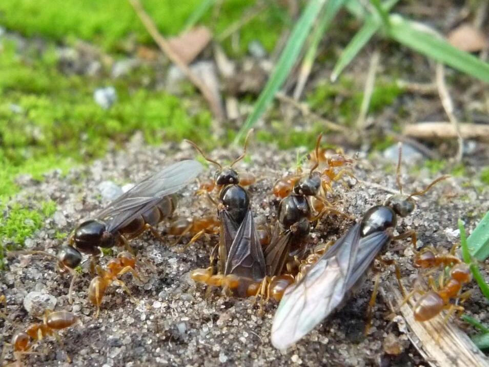 caption: These queens are leaving to start their own colonies. It's a risky endeavor. Even if they are successful, they still face threats — like a parasitic queen that may try to topple them.