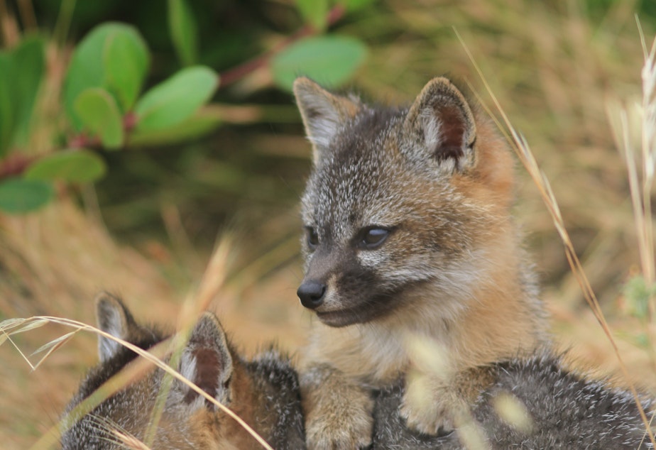 caption: Two juvenile island foxes on Santa Cruz island