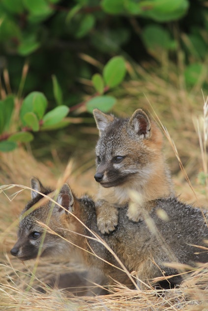 caption: Two juvenile island foxes on Santa Cruz island