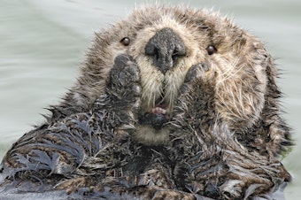 caption: Oh my, this sea otter in Seward, Alaska, didn't see you standing there!