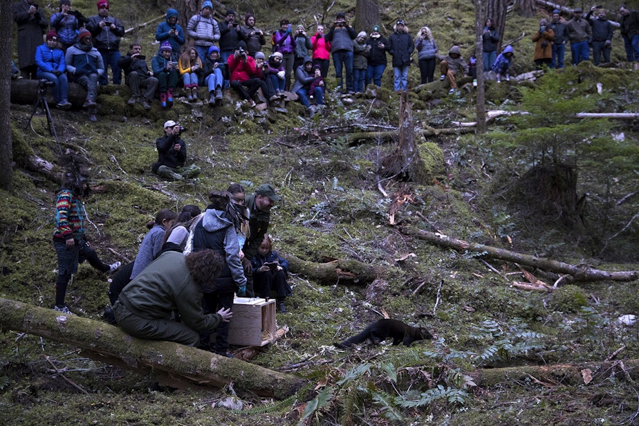 caption: One of the six fishers is released on Wednesday December 5, 2018, at the North Cascades Visitor Center in Newhalem.