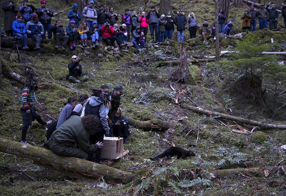 caption: One of the six fishers is released on Wednesday December 5, 2018, at the North Cascades Visitor Center in Newhalem.