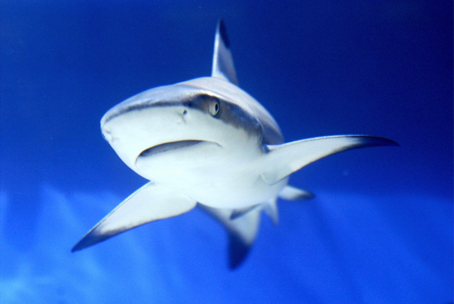caption: A shark is seen in an aquarium. (Mustafa Ozer/AFP via Getty Images)