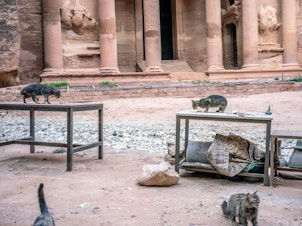 caption: Cats overtake an empty tourist shop in Jordan's ancient city of Petra.