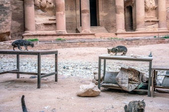 caption: Cats overtake an empty tourist shop in Jordan's ancient city of Petra.