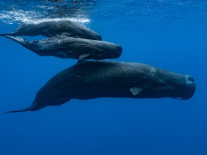 caption: Sperm whales have lengthy exchanges, made up of clicks, which scientists have found is more complex than previously thought.