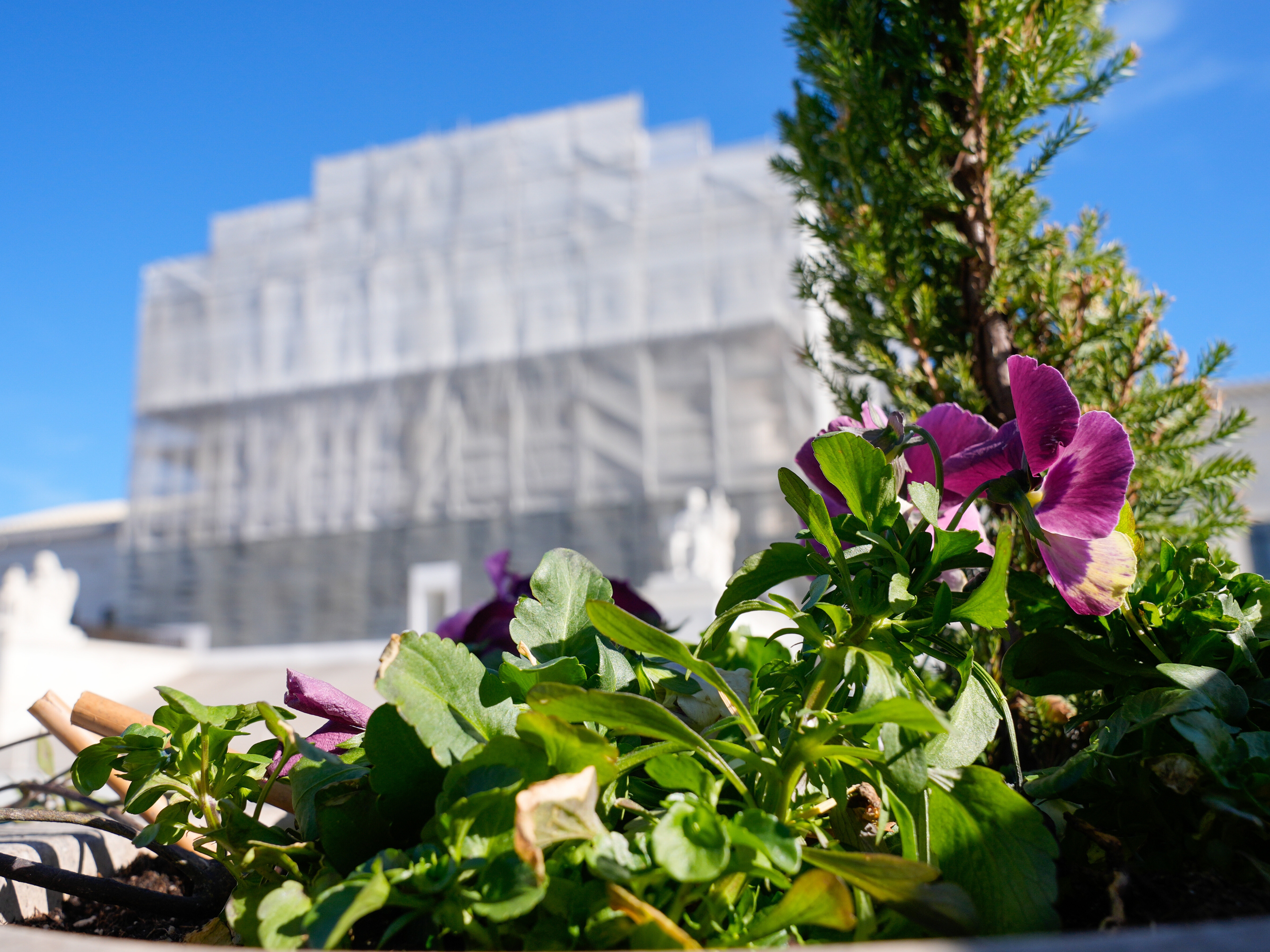 caption: With flowers in the foreground, construction on the front of the U.S. Supreme Court continues Monday, Nov. 24, 2025, in Washington.