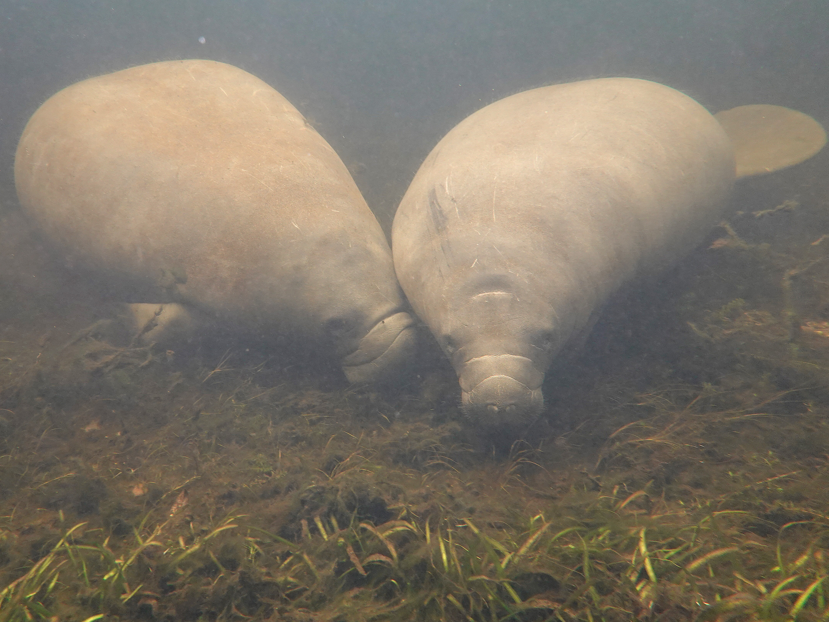 caption: A manatee swims among seagrass in the Homosassa River on Oct. 5, 2021 in Homosassa, Fla.