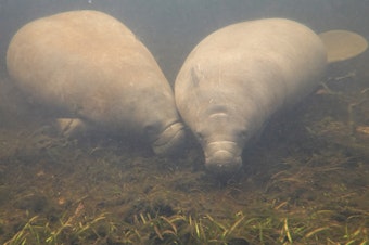 caption: A manatee swims among seagrass in the Homosassa River on Oct. 5, 2021 in Homosassa, Fla.