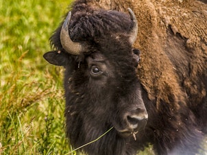 caption: Denver typically auctions off its excess bison to avoid overgrazing, but there was still an excess after this year's auction. So, the city decided to return bison to their native habitats on tribal land.