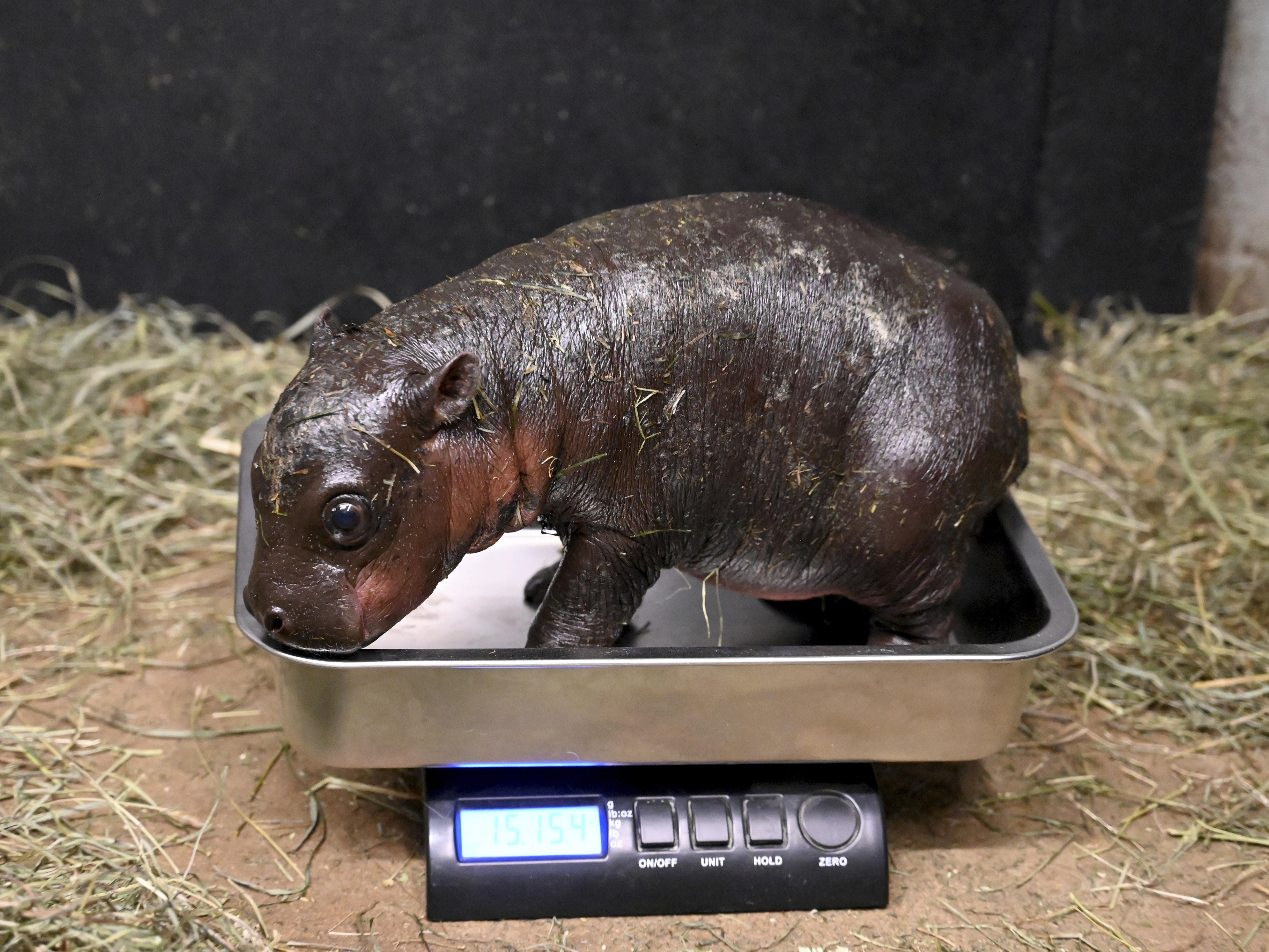 caption: This photo provided by the Metro Richmond Zoo shows a baby pygmy hippo during a vet exam on Dec. 14, 2024, in Moseley, Va.