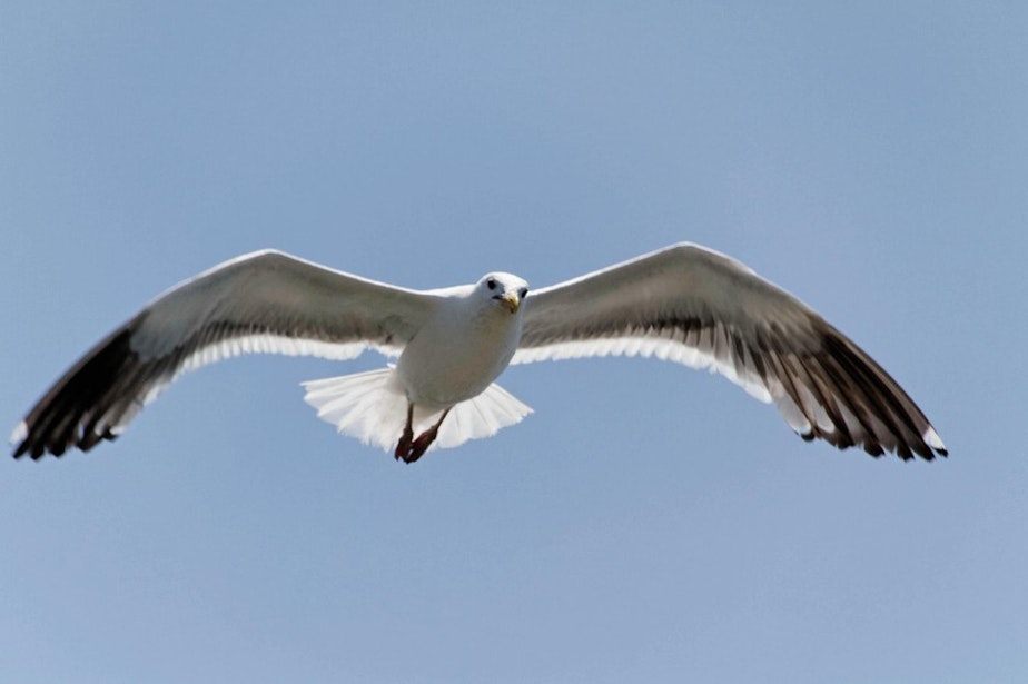 caption: Biologist think gulls are eating more juvenile salmon on the Columbia River than they realized. To help salmon, some fish advocates are proposing to shoot problem gulls during salmon migration. CREDIT: Ronald Woan / Flickr Creative Commons